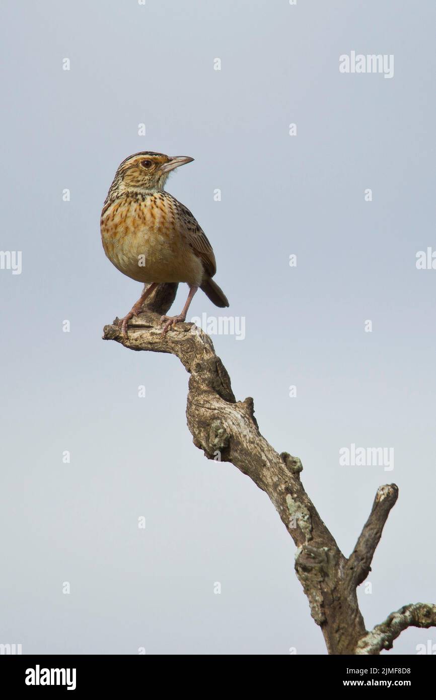 Auf einem toten Ast thronende, rufous-napte Lerche (Mirafra africana) Stockfoto