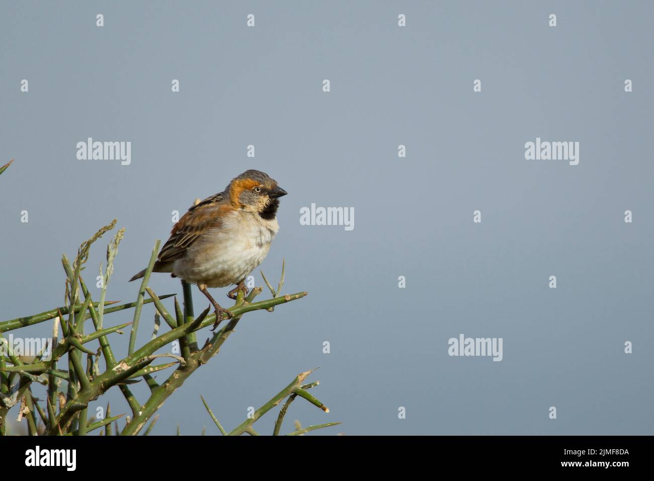 Rufous Sparrow (Passer rufocinctus) thront auf einem Busch Stockfoto