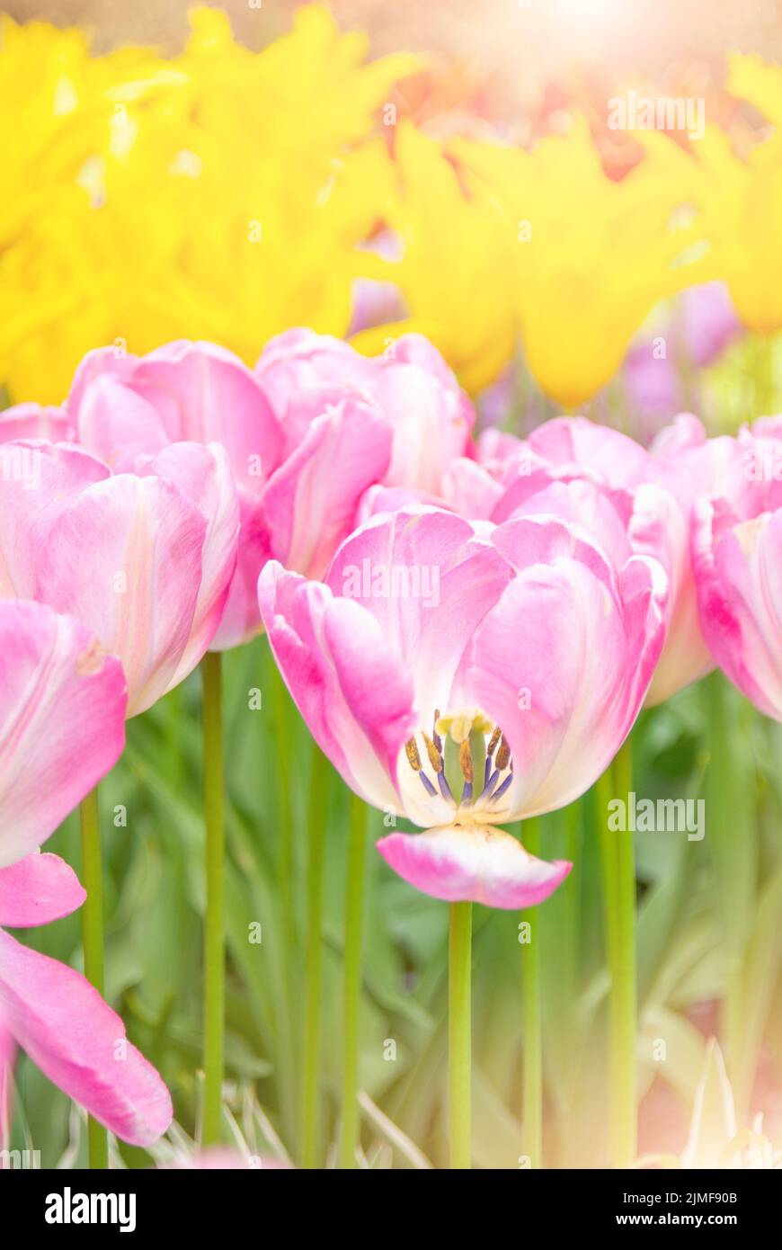 Blick auf schöne Keukenhof Park flower Rasen unter blauem Himmel während der jährlichen Ausstellung Stockfoto