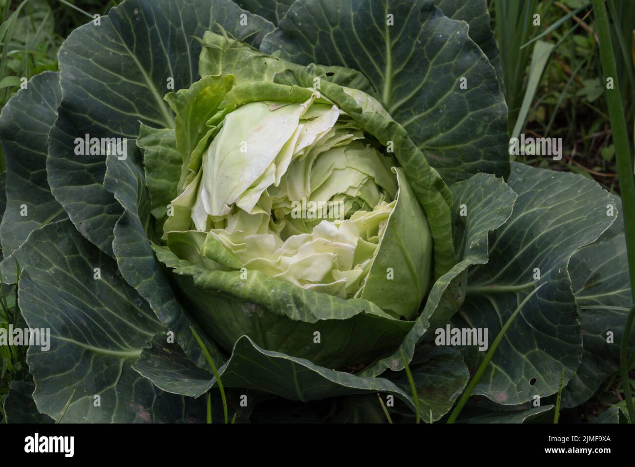 Ein Kohl, der von wilden Nagetieren im Bio-Garten gegessen wird Stockfoto