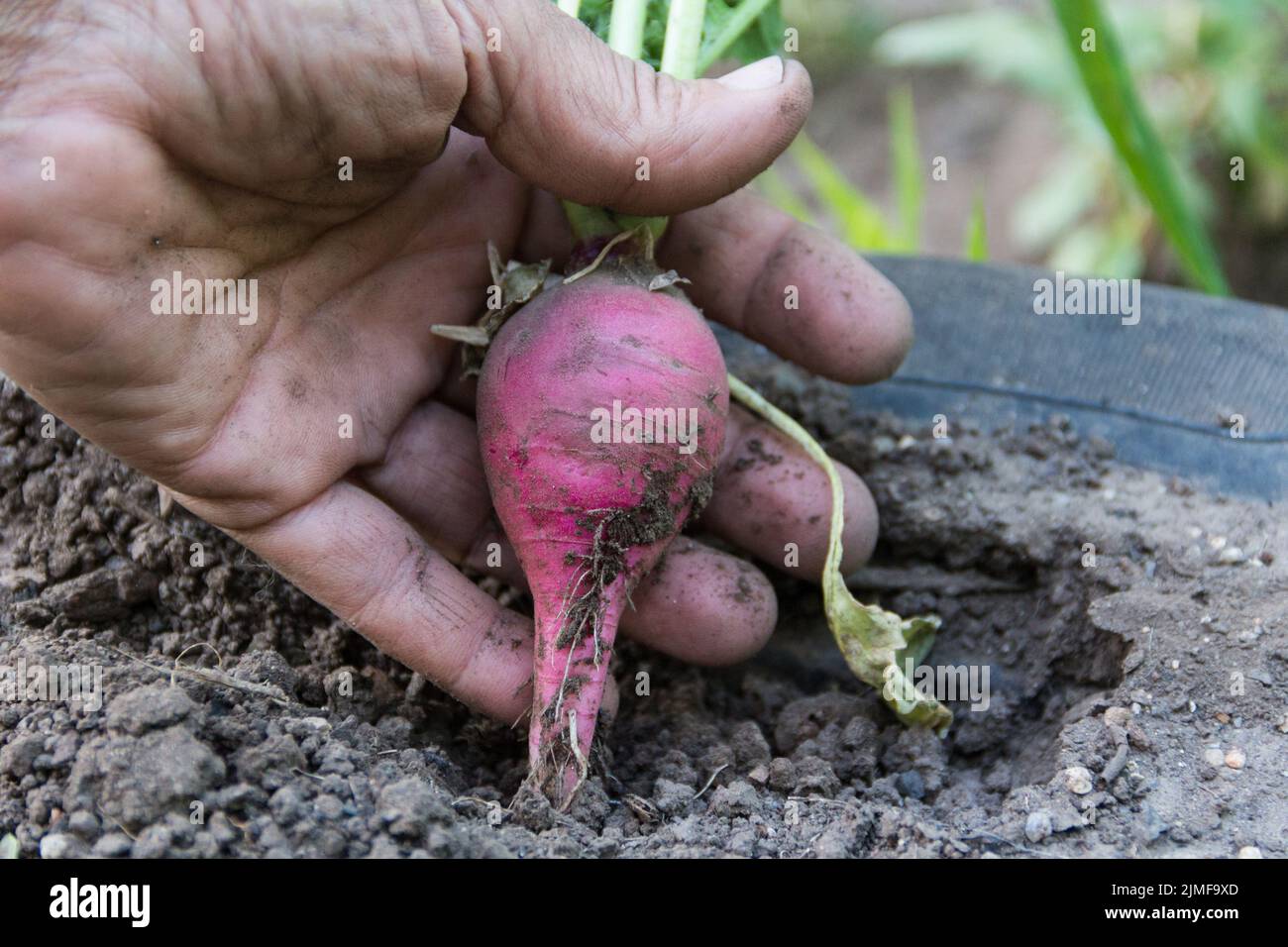 Die menschliche Hand nimmt das kleine Rettich aus dem Garten Stockfoto