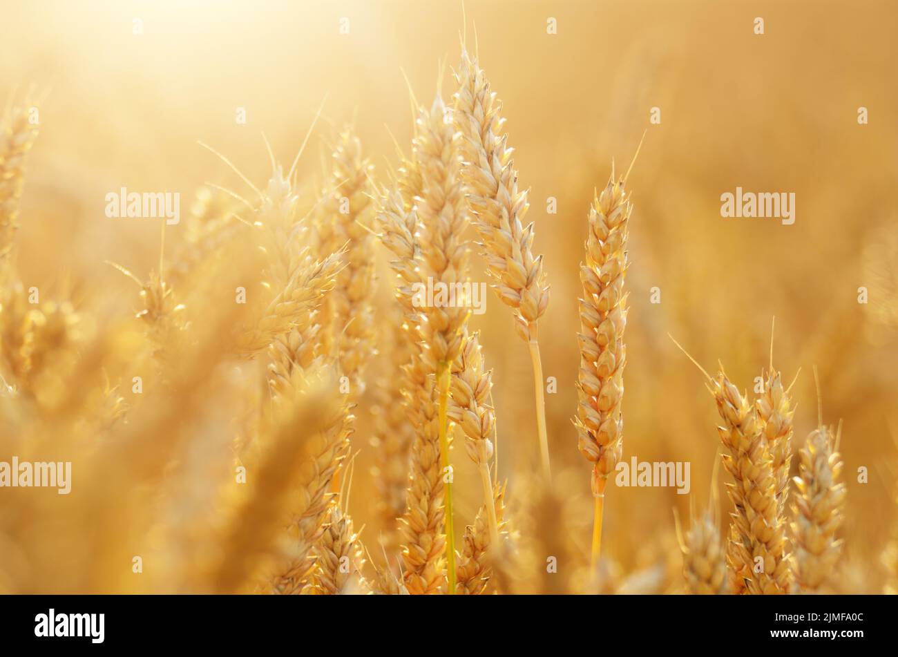 Weizenfeld bei bewölktem Himmel in der Ukraine Stockfoto