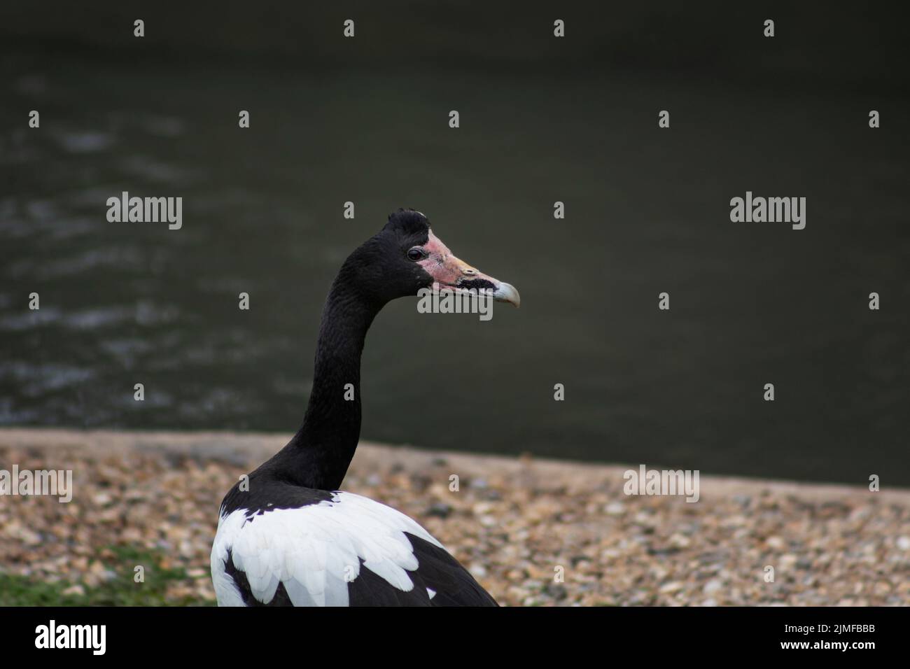 Nahaufnahme einer Elstergans, West Sussex, Großbritannien Stockfoto