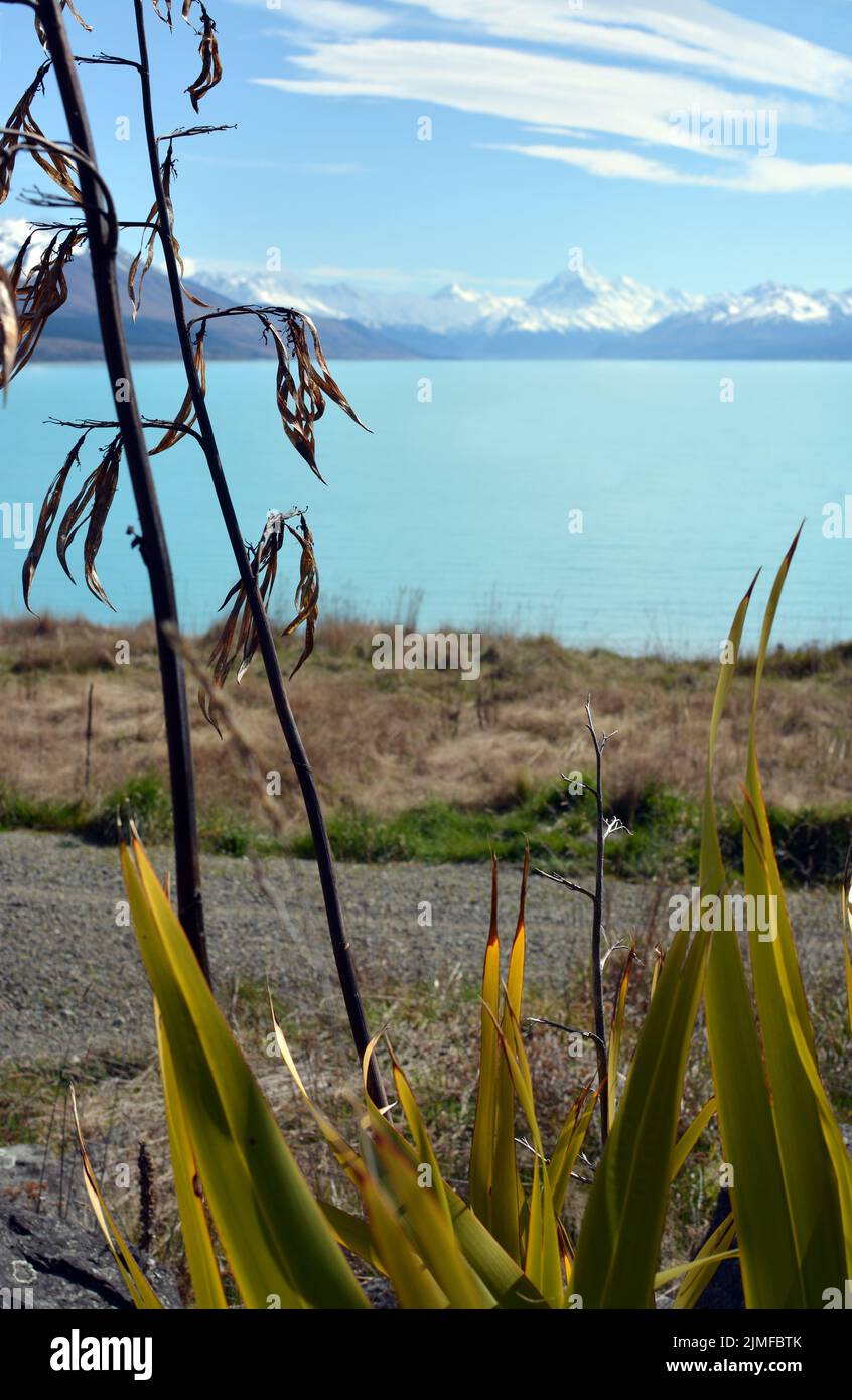 Flachsbusch im Vordergrund und Mount Cook im Hintergrund, Otago, Neuseeland Stockfoto