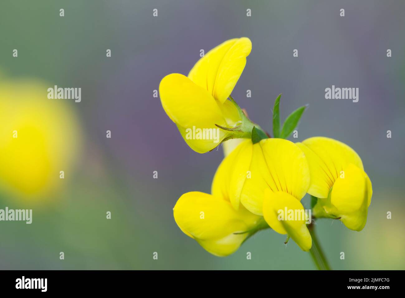 Gewöhnlicher Vogelfuß Trefoil ist eine wichtige Nektarquelle für viele Insekten / Lotus corniculatus Stockfoto
