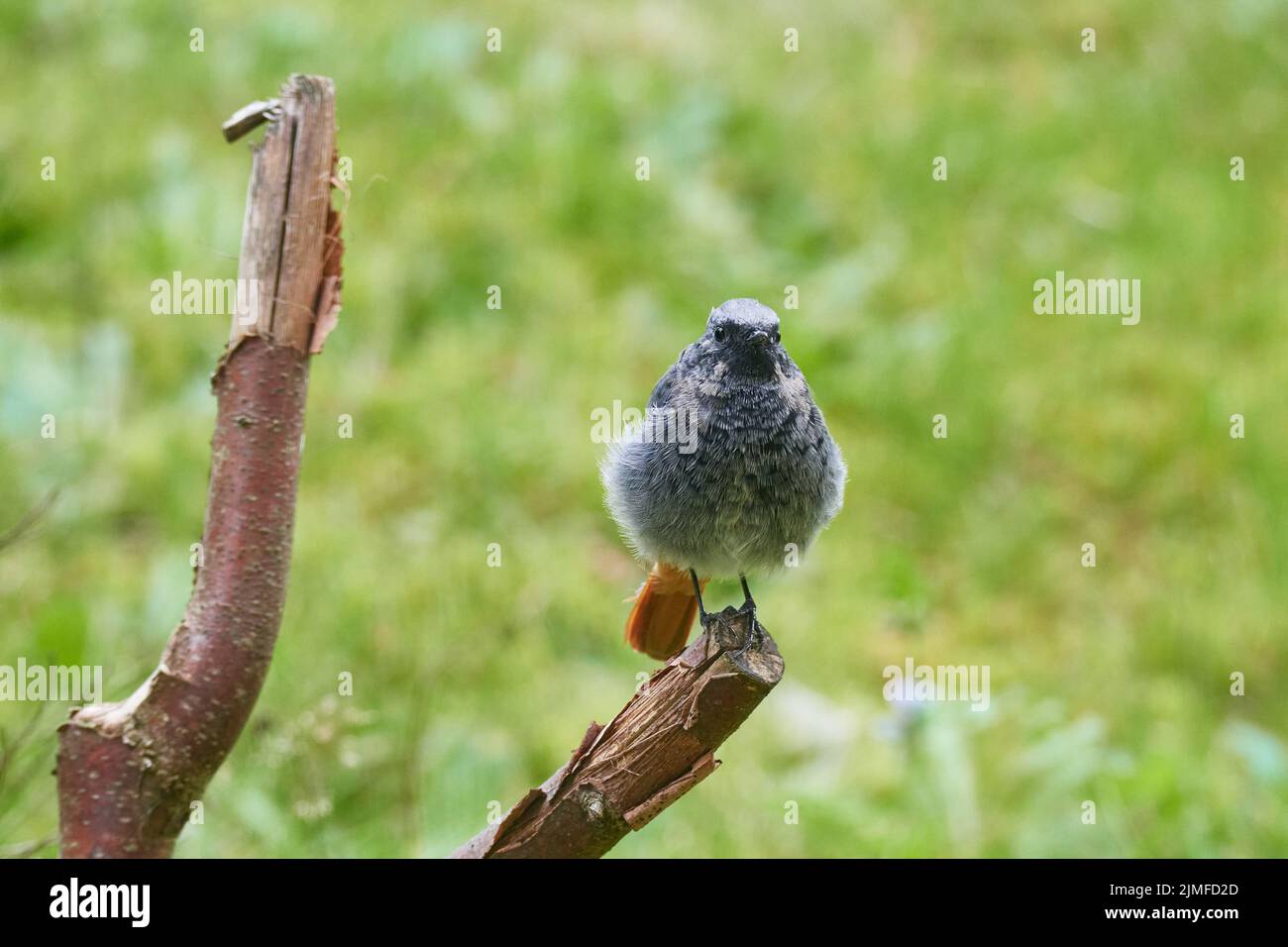 Junger männlicher schwarzer Rottanz Stockfoto