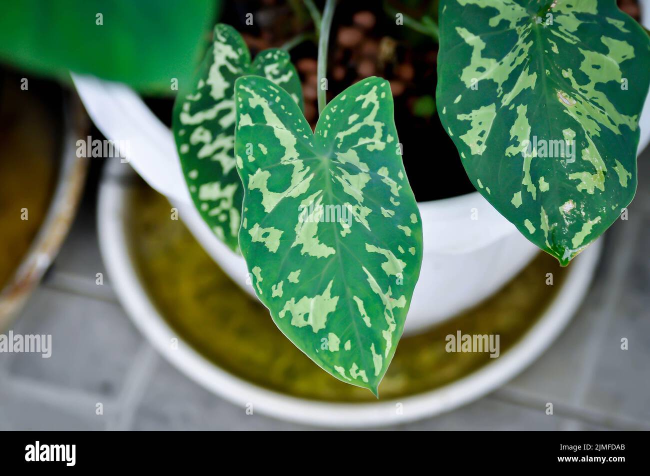 Colocasia Esculenta Hilo Schönheit, Colocasia oder Esculenta Hilo oder Colocasia bicolor Pflanze Stockfoto