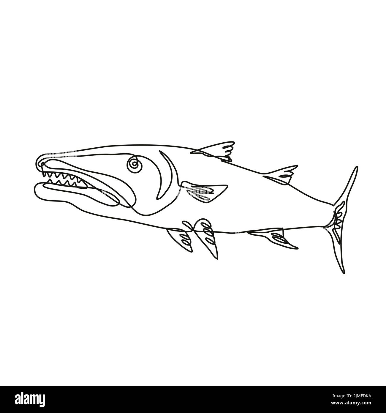 Barracuda- oder Cuda-Raubfisch mit Rachen-Finnen aus der Sicht der seitlichen kontinuierlichen Linienzeichnung Stockfoto