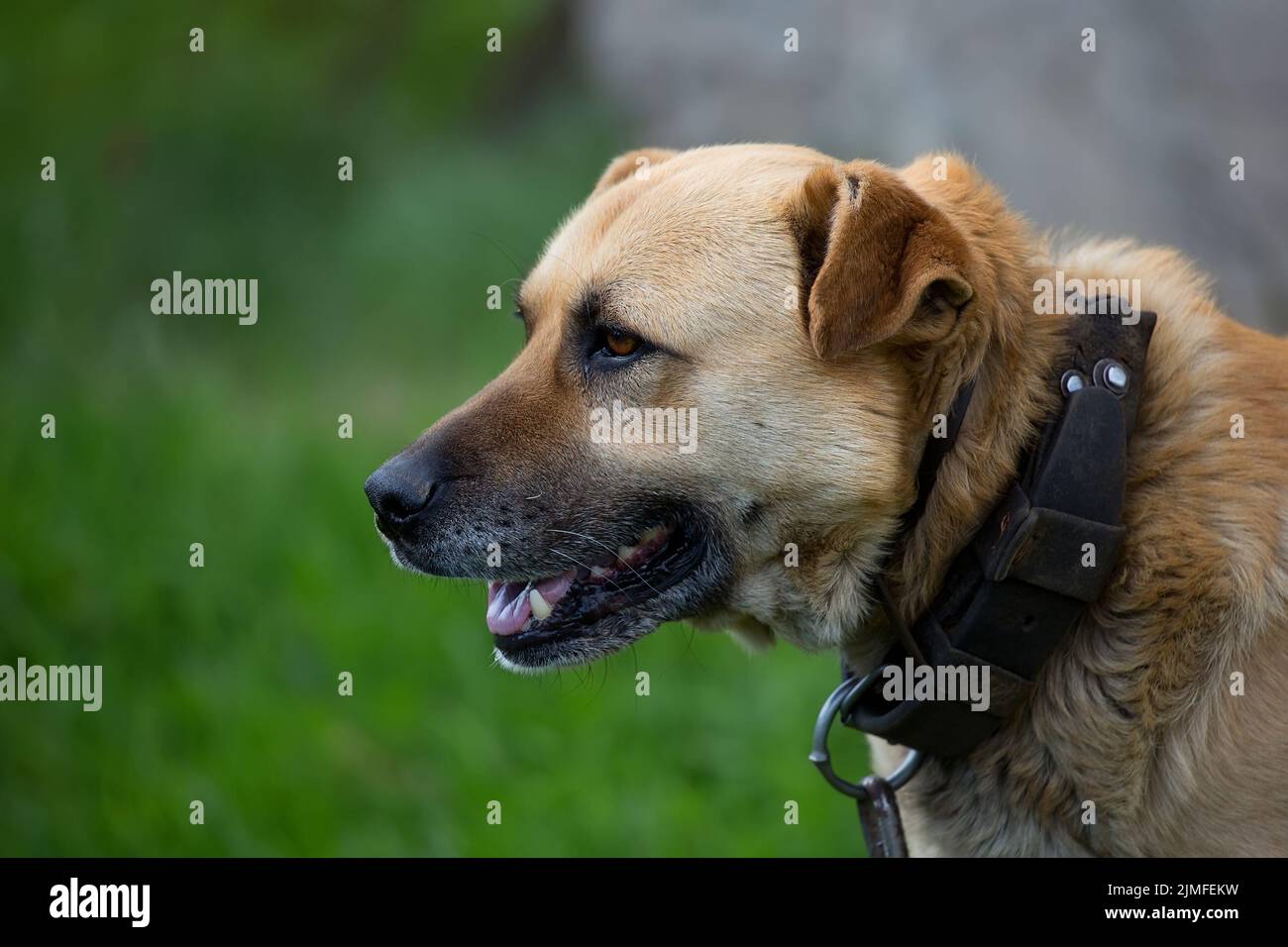 Hund an einer Kette, ein Porträt Stockfoto