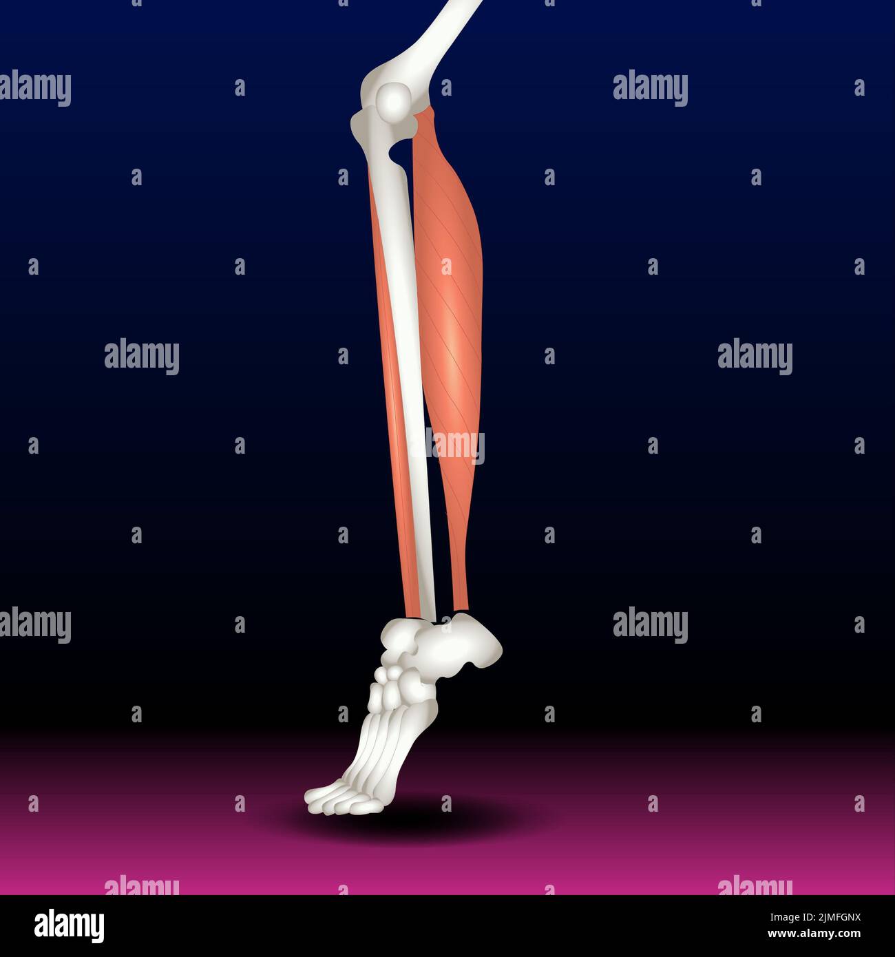 Peroneus tertius Beinmuskel mit Longus und Brevis mit menschlichem Fußskelett- und Muskelsystem aus lateraler Ansicht Vektordarstellung. Stockfoto