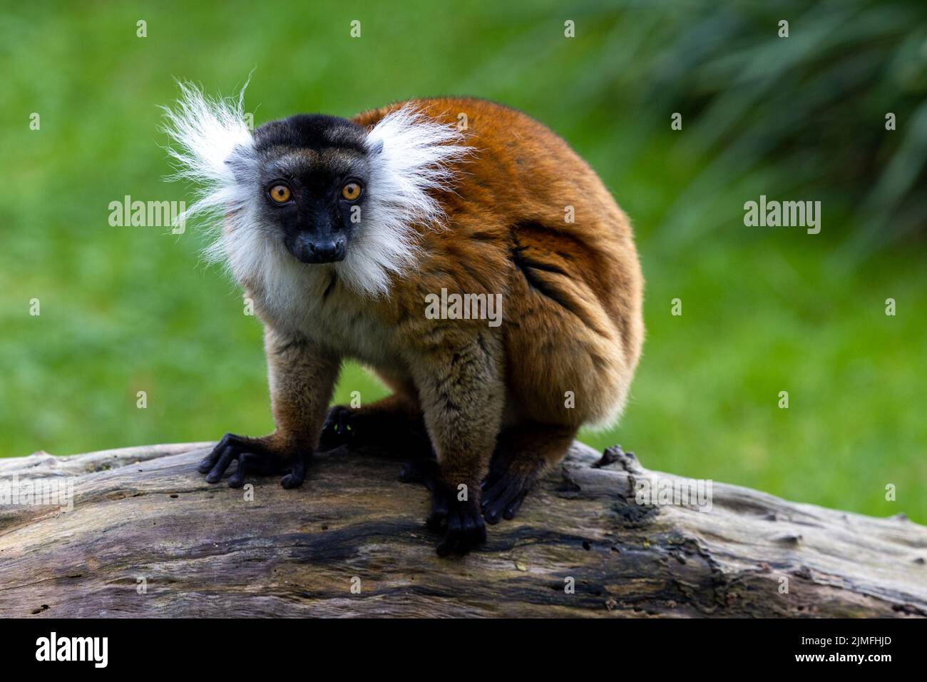 Weiblicher schwarzer Lemur, Eulemur macaco, sitzend auf einem Stück Holz. Der Moorlemur ist eine Art aus der Familie der Lemuridae und kommt vor Stockfoto