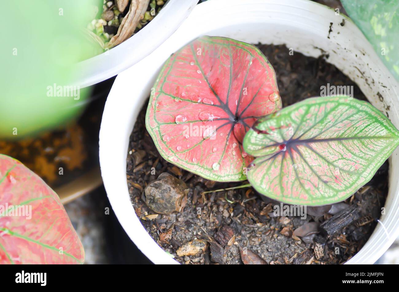 Caladium, Caladium Bicolor Vent oder Caladium Bicolor oder Caladium sp Mingmongkon und Regentropfen oder Tautropfen Stockfoto