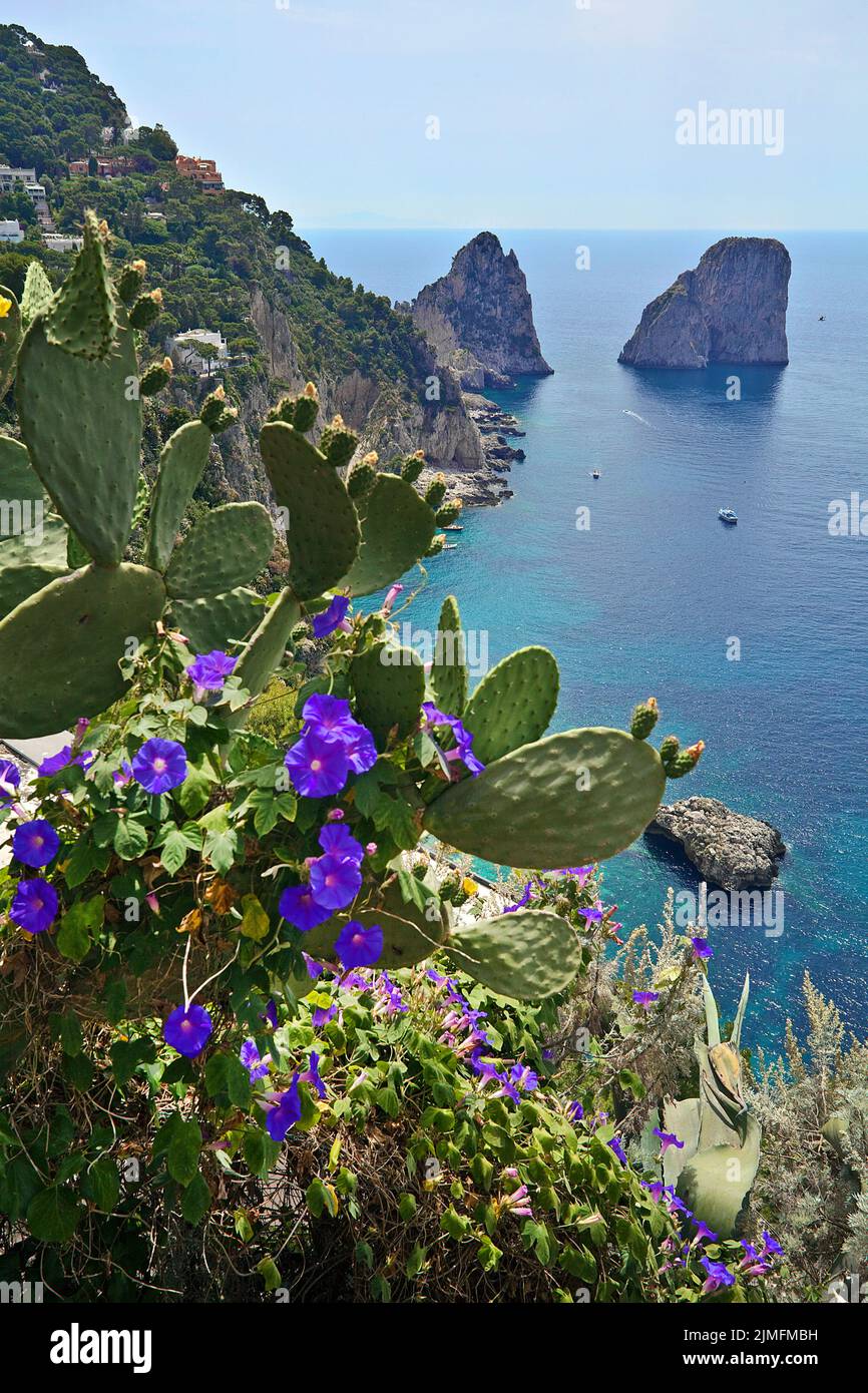 Blick vom Garten des Augustus (Giardini di Augusto) auf die auf die Faraglioni Felsen, Südküste der Insel Capri, Golf von Neapel, Kampanien, Italien Stockfoto