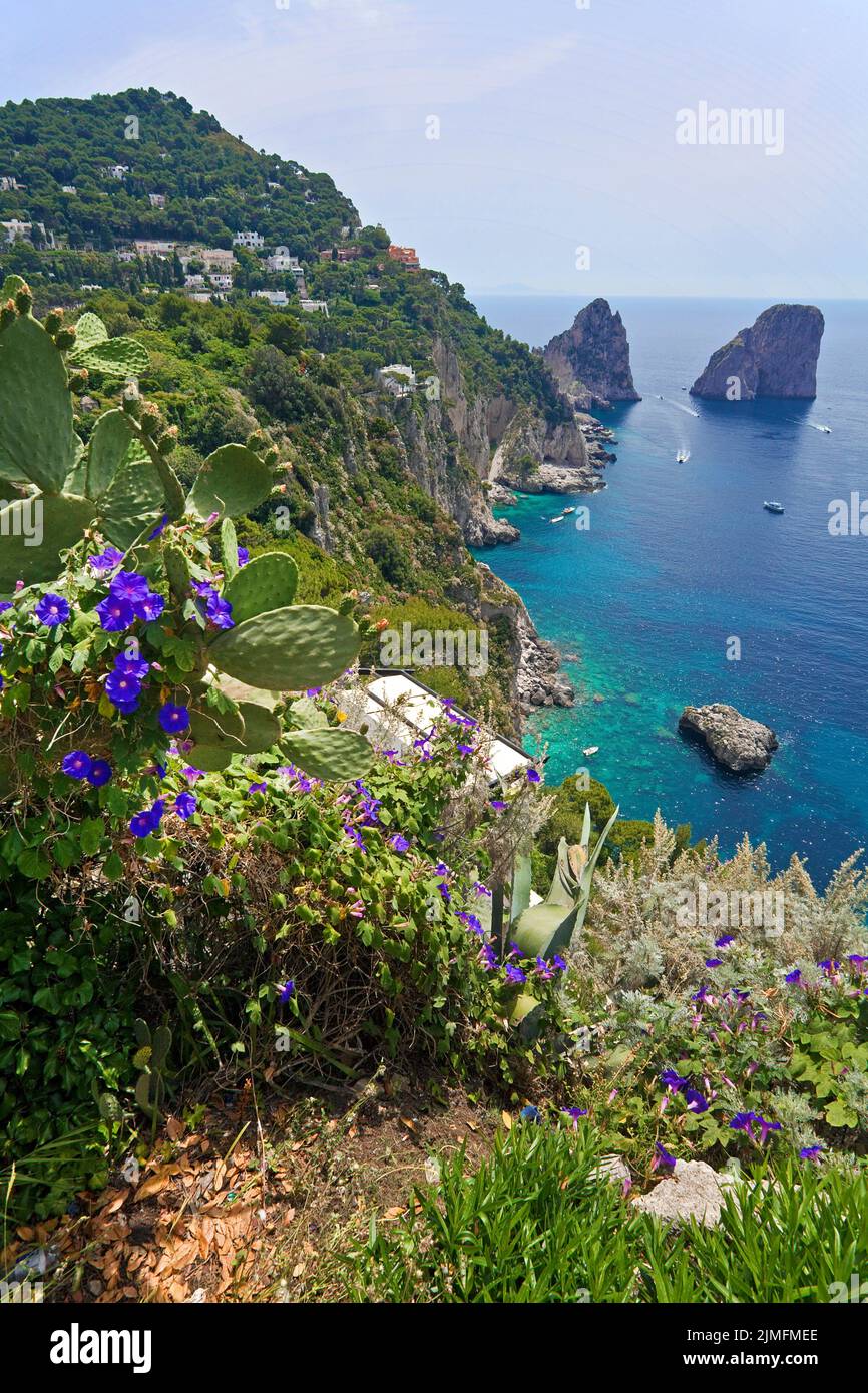 Blick von den Gaerten des Augustus (Giardini di Augusto) auf die Faraglioni Felsen, Suedkueste von Capri, Golf von Neapel, Kampanien, Italien, Europa Stockfoto