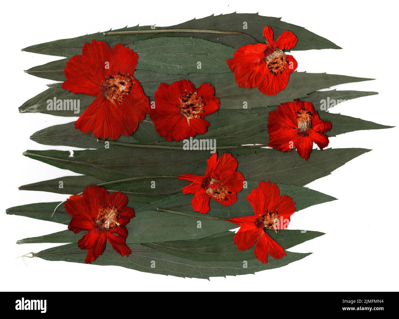 Getrocknete Blütenblätter, Anwendung Bouquet von trockenen Blumen Stockfoto