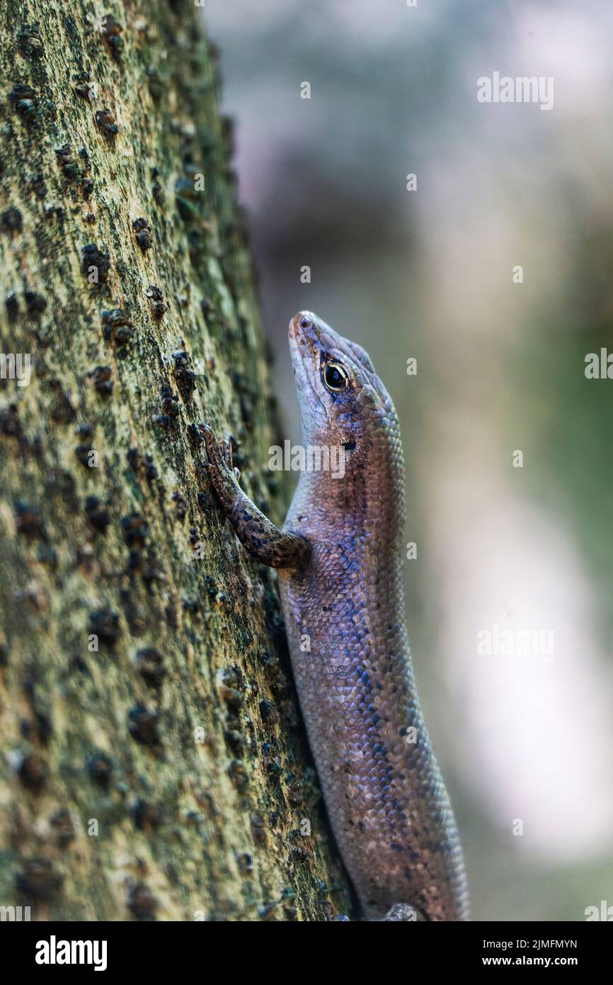 Bronzegecko auf den Seychellen, Indischer Ozean, Afrika Stockfoto