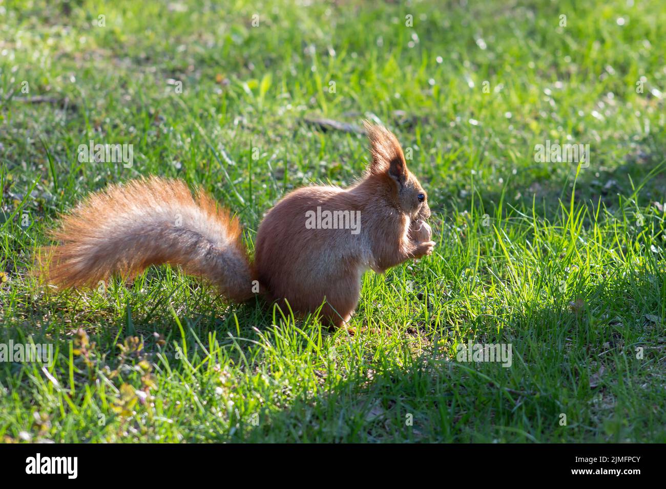 Rotes Eichhörnchen im Garten auf dem Gras frisst eine Nuss und sonnt