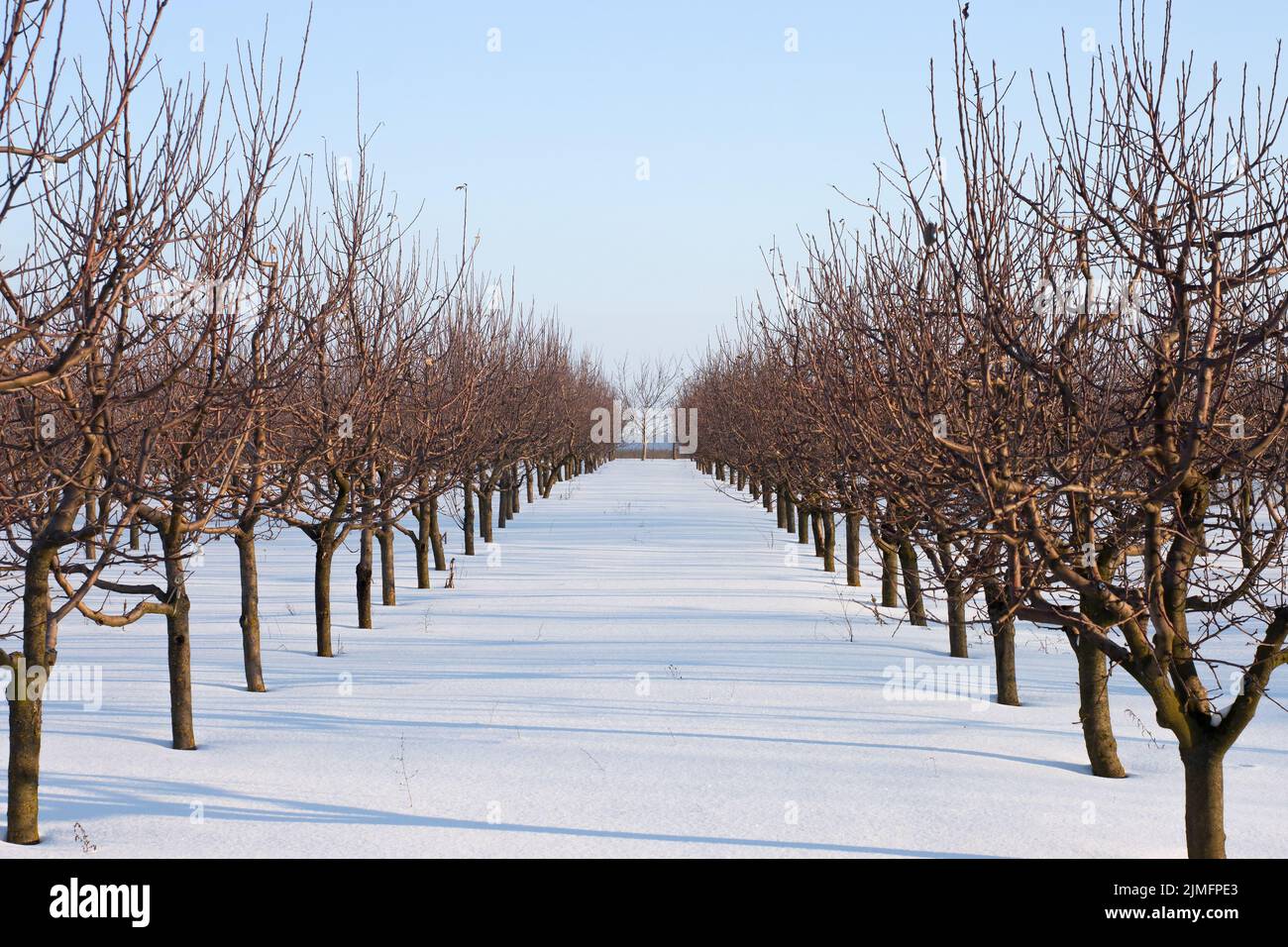 Apfelbäume im Garten sind im Winter mit Schnee bedeckt. Sonnenlicht funkelt auf weißem Schnee. Stockfoto