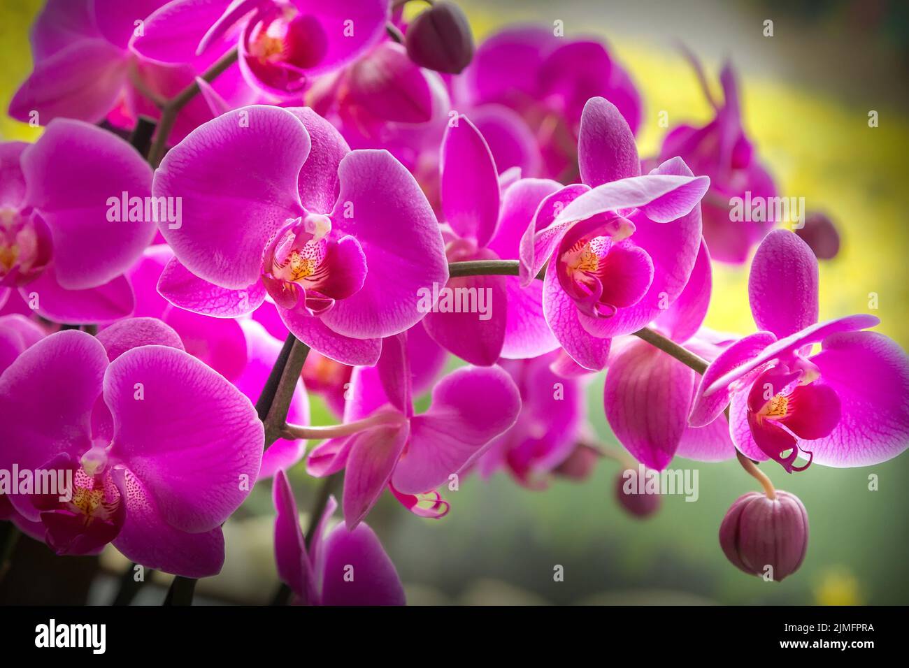 Orchidee rosa lila Blüten Zweig Stockfoto