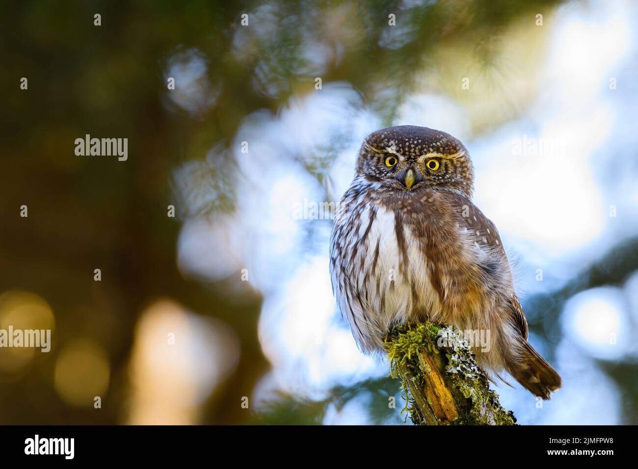 Sperlingskauz Stockfoto