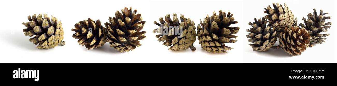 Kiefernzapfen isoliert auf weißem Hintergrund, Satz von 4 Fotos. Stockfoto