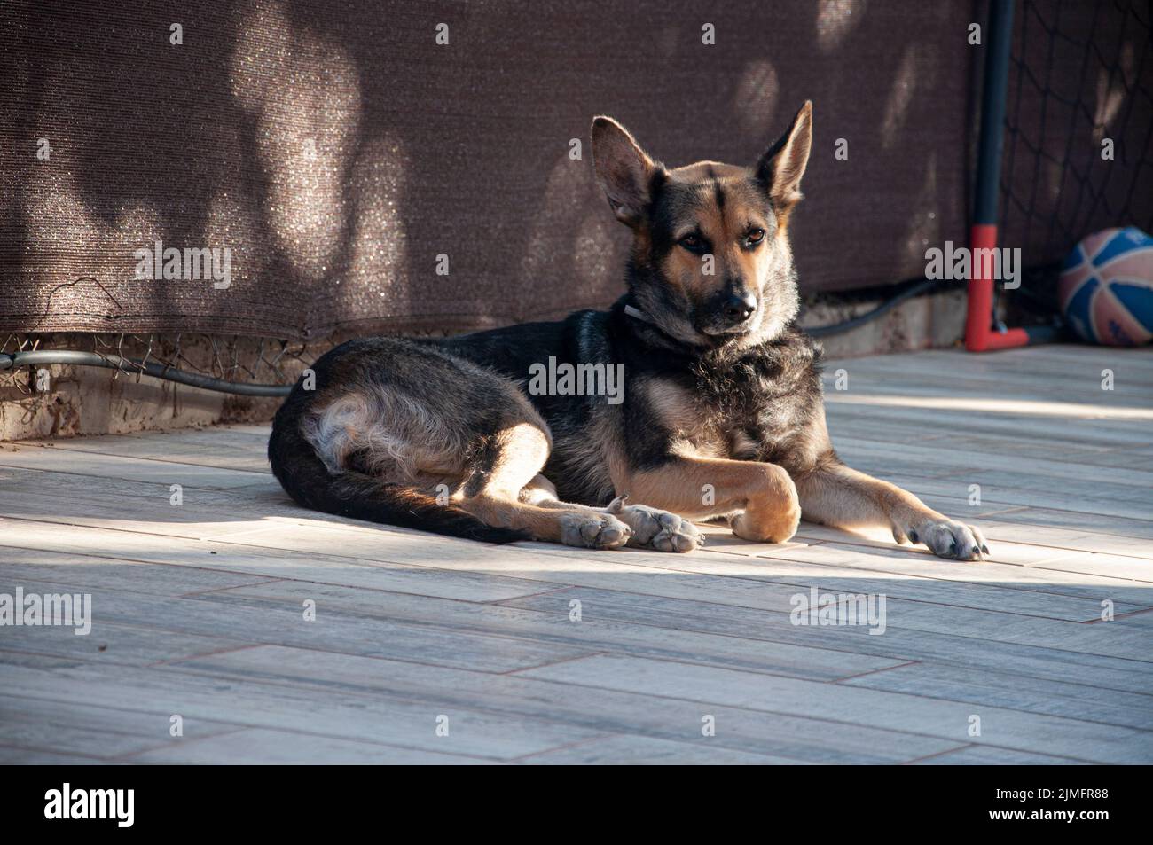 Hund liegt im Boden im heimischen Garten während des Sonnenaufgangs. Niedliches Sonnenbaden mit Tieren Stockfoto