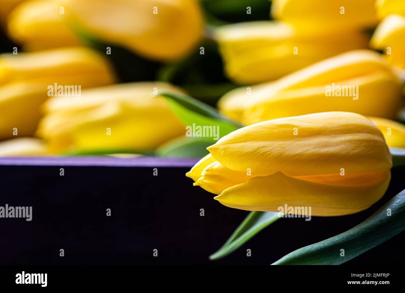 Gelbe Tulpe mit grünen Blättern auf dunklem Grund. Konzept der Frühlingsferien Stockfoto