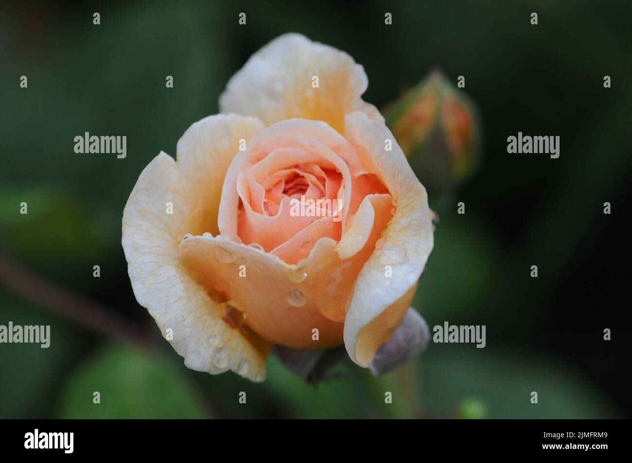 Sweet Juliet David Austin Englische Rose. Pfirsich-Aprikosenblüten. Schöner Duft Stockfoto