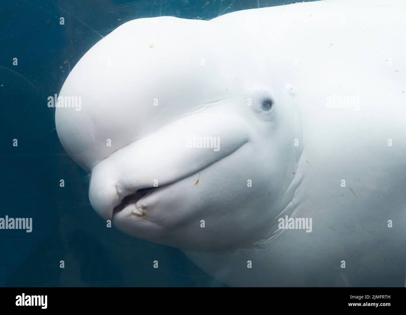 Nahaufnahme eines kleinen weißen Beluga-Wals, der unter Wasser durch das Glas auf ein Aquarium blickt. Stockfoto