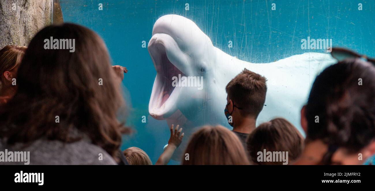 Menschen, die im Mystic Aquarium mit einem babyweißen Beluga-Wal interagieren. Stockfoto
