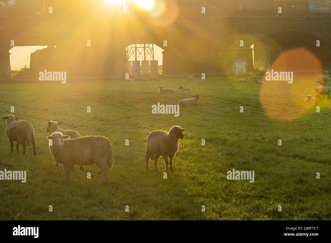 Schafe im Sonnenaufgang über der Ruhrwiese in Duisburg Stockfoto