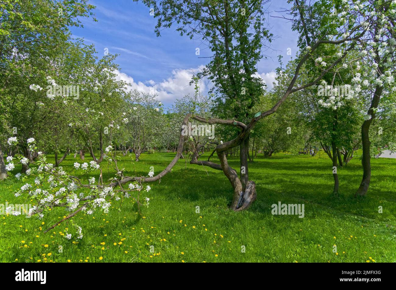 Ein blühender alter Apfelbaum mit einem bizarr geschwungenen und verdrehten Stamm. Stockfoto