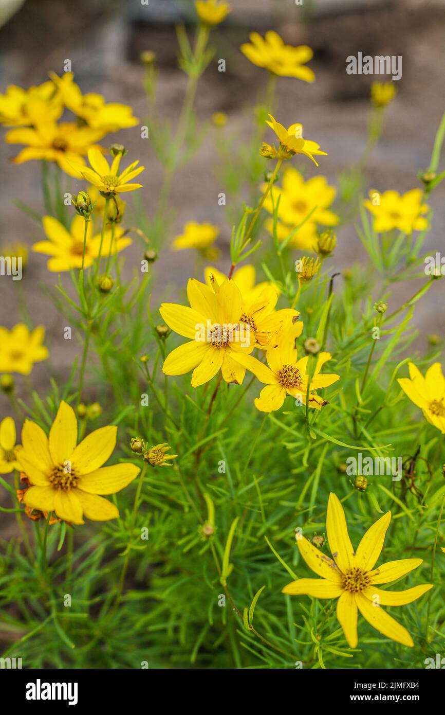 Eine vertikale Nahaufnahme des wrorled tickseed, Coreopsis verticillata im Garten. Stockfoto