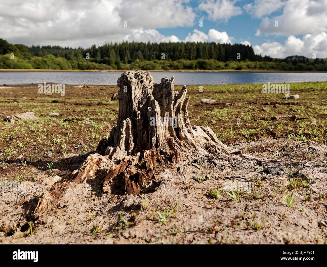 Untergetauchte Bäume enthüllt Stockfoto