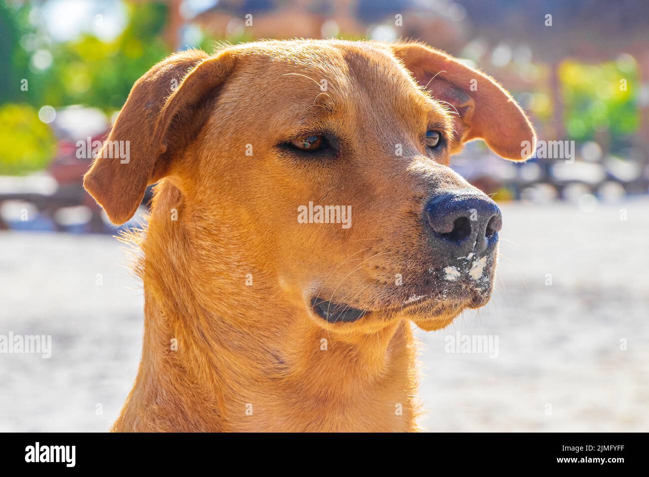 Mexikanischer niedlicher brauner Hund am Strand Holbox Island Mexiko. Stockfoto
