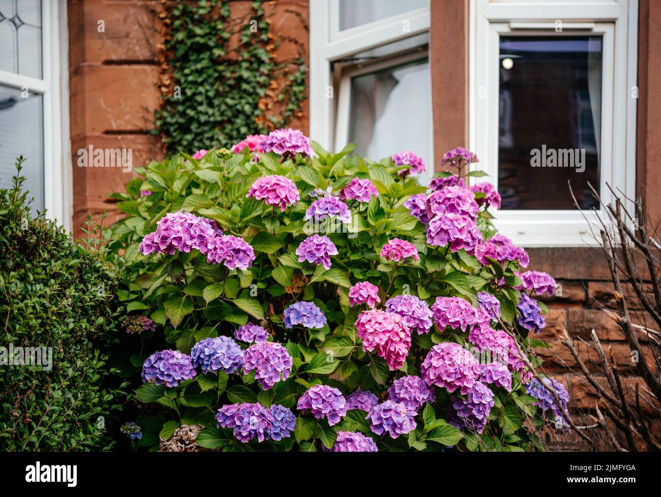 Rosa und lila Hortensien Busch unter dem Fenster des englischen Reihenhauses Stockfoto