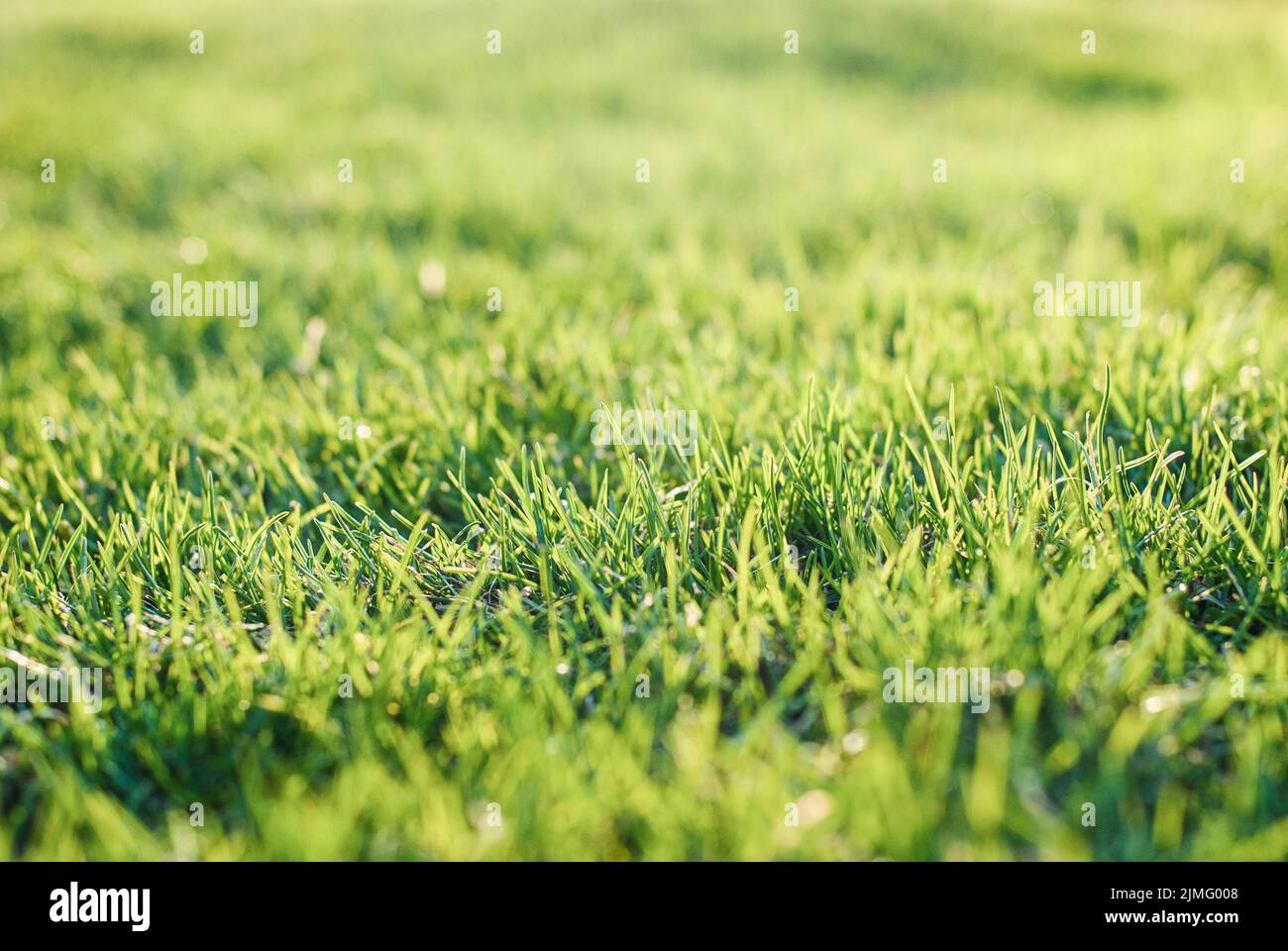 Grünes Gras auf holprigem Rasen, ungleichmäßiger Rasenausgleich Stockfoto