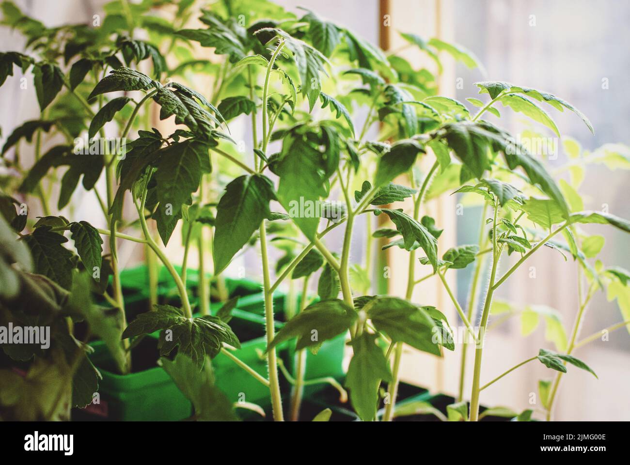 Überwuchert Tomatensämlinge wachsen am Fenster mit Mangel an Licht Stockfoto