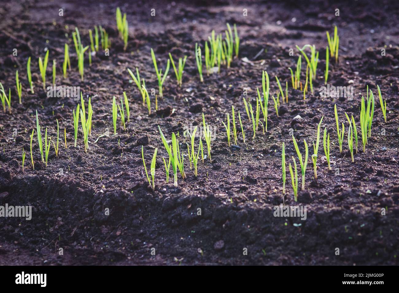 Knoblauchsprossen wachsen in Reihen auf behüteten Boden Gartenbeet Stockfoto