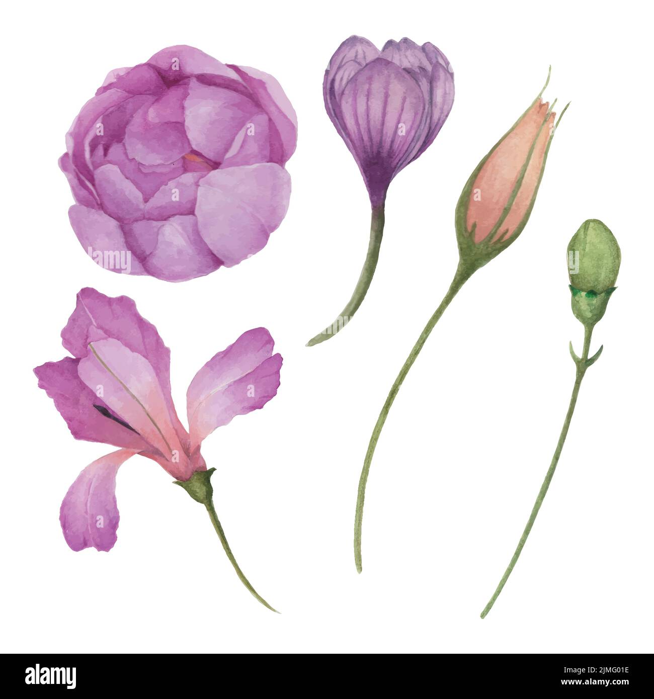 Aquarell-Blumenset, verschiedene Knospen und blühende Blumen Illustration, dekoratives Element Design für Grußkarte, Hochzeitseinladung und Hintergrund. Stock Vektor