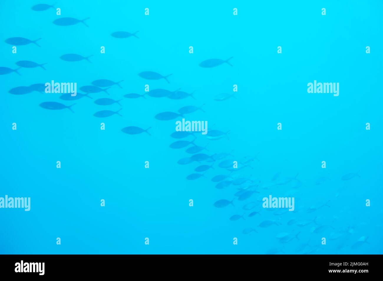 Fische und Korallen im Roten Meer Stockfoto