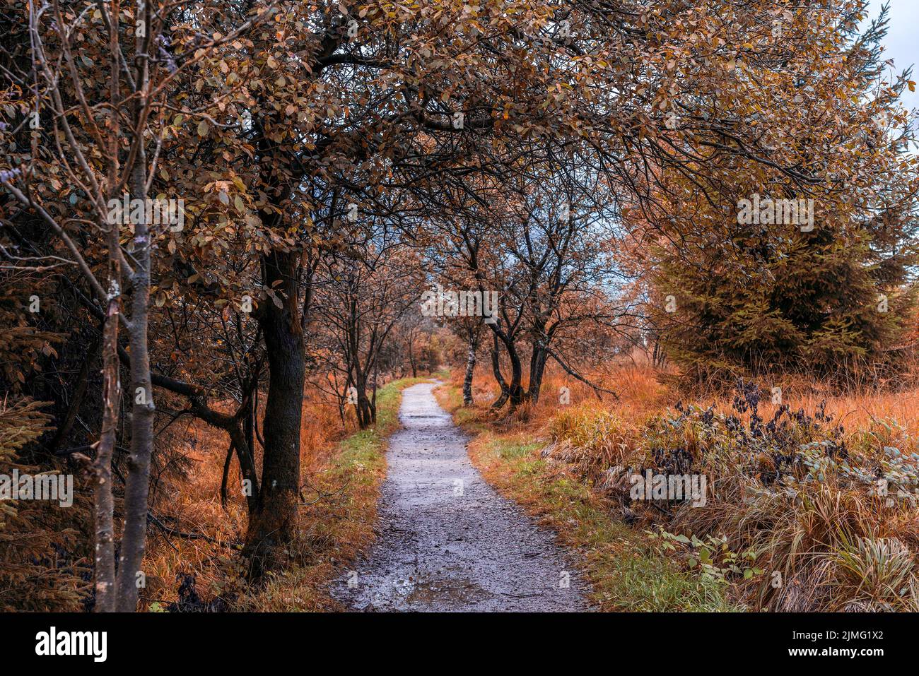 Waldweg im Naturschutzgebiet High Fens Stockfoto