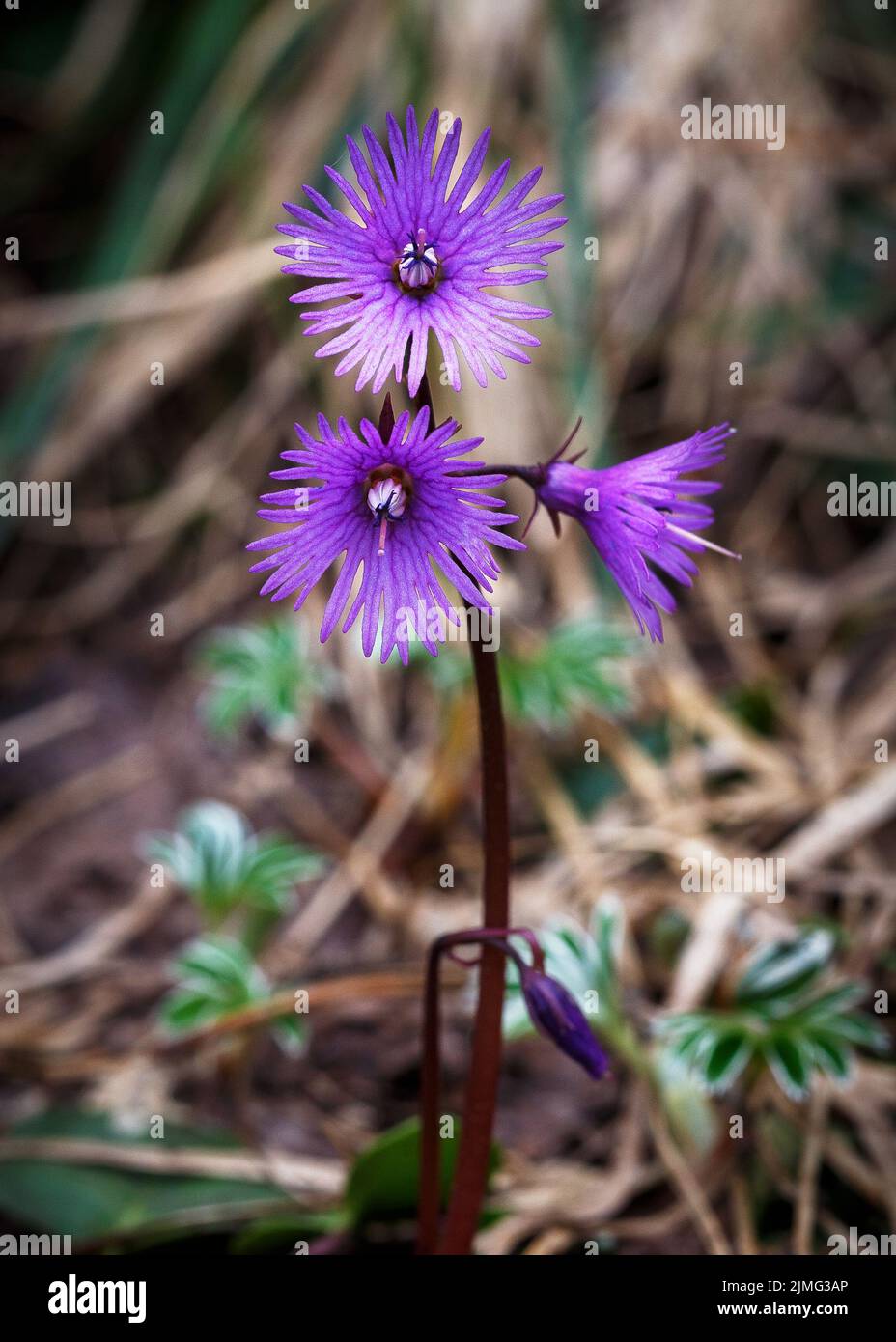Blume der Soldanella alpina. Primulaceae. Flora des Monte Baldo. Prealpi Gardesane. Italien. Europa. Stockfoto