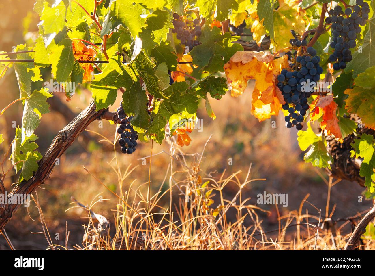 Hinterleuchtete blaue Trauben auf Weinrebe Sommer Sonnenuntergang Zeit Stockfoto