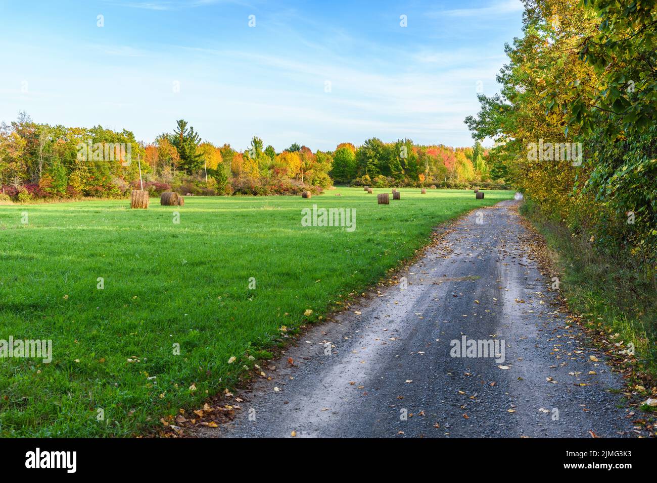Schotterstraße entlang eines Grasfeldes, das mit Heuballen übersät ist und an einem sonnigen Tag von einem Laubwald umgeben ist Stockfoto