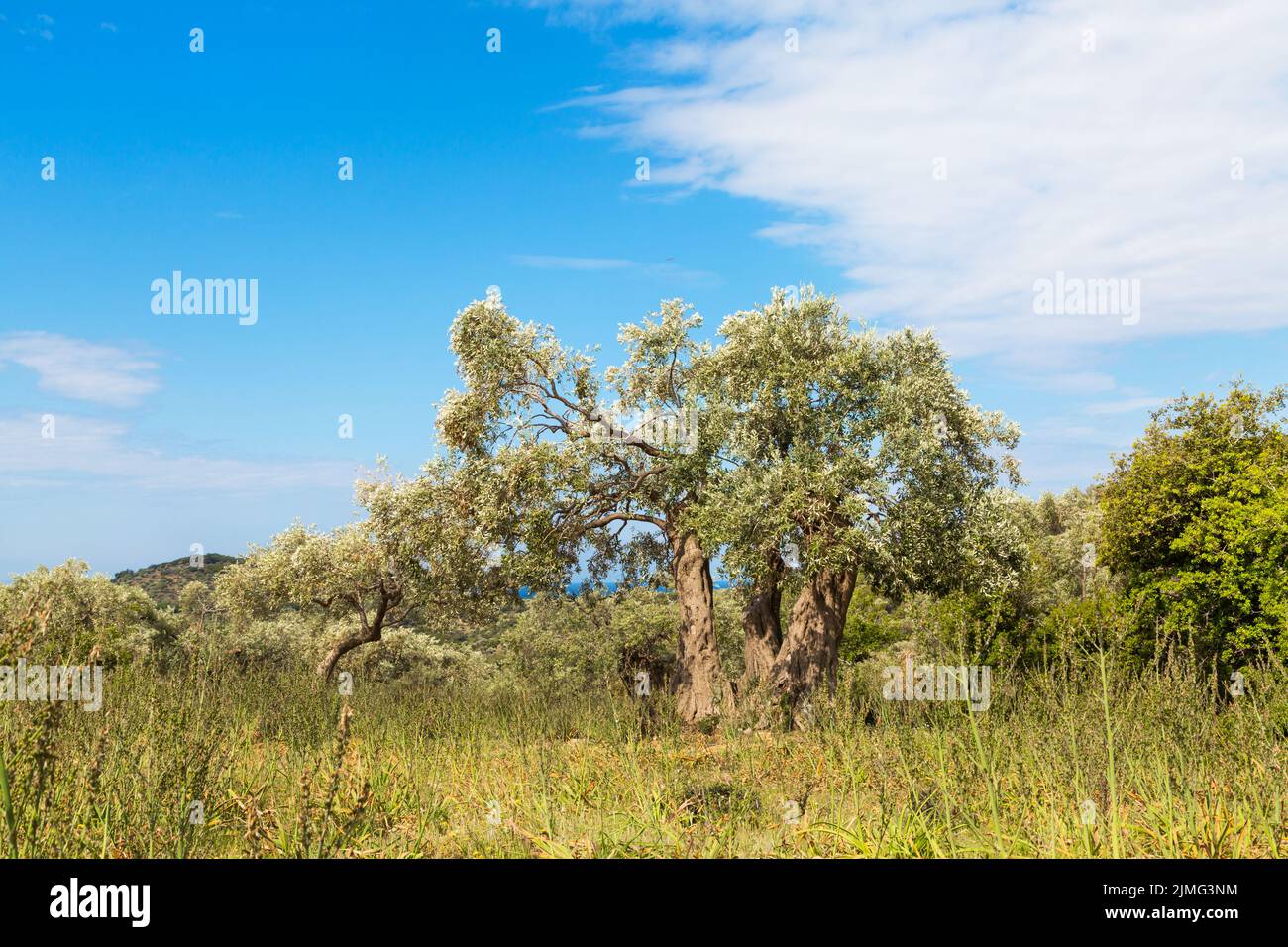 Sommerurlaub Hintergrund mit griechischen Insel Thassos, Olivenbäume, blau bewölkten Himmel, Griechenland Stockfoto