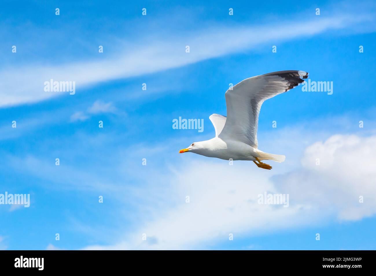 Weiße Möwe, die am klaren blauen Himmel mit ausgebreiteten Flügeln fliegt. Freiheitskonzept Stockfoto