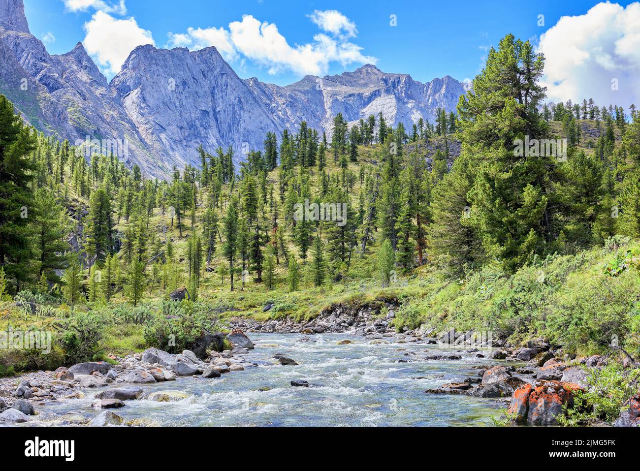Sibirische Bergtaiga in der Nähe des Flusses. Juli. Eastern Sayan. Burjatien Stockfoto