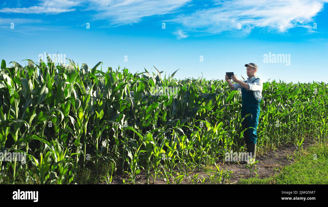 Kaukasischer männlicher Bauer in Overalls und Gummistiefeln mit Tablet-Computer, der Maisfeld filmt Stockfoto