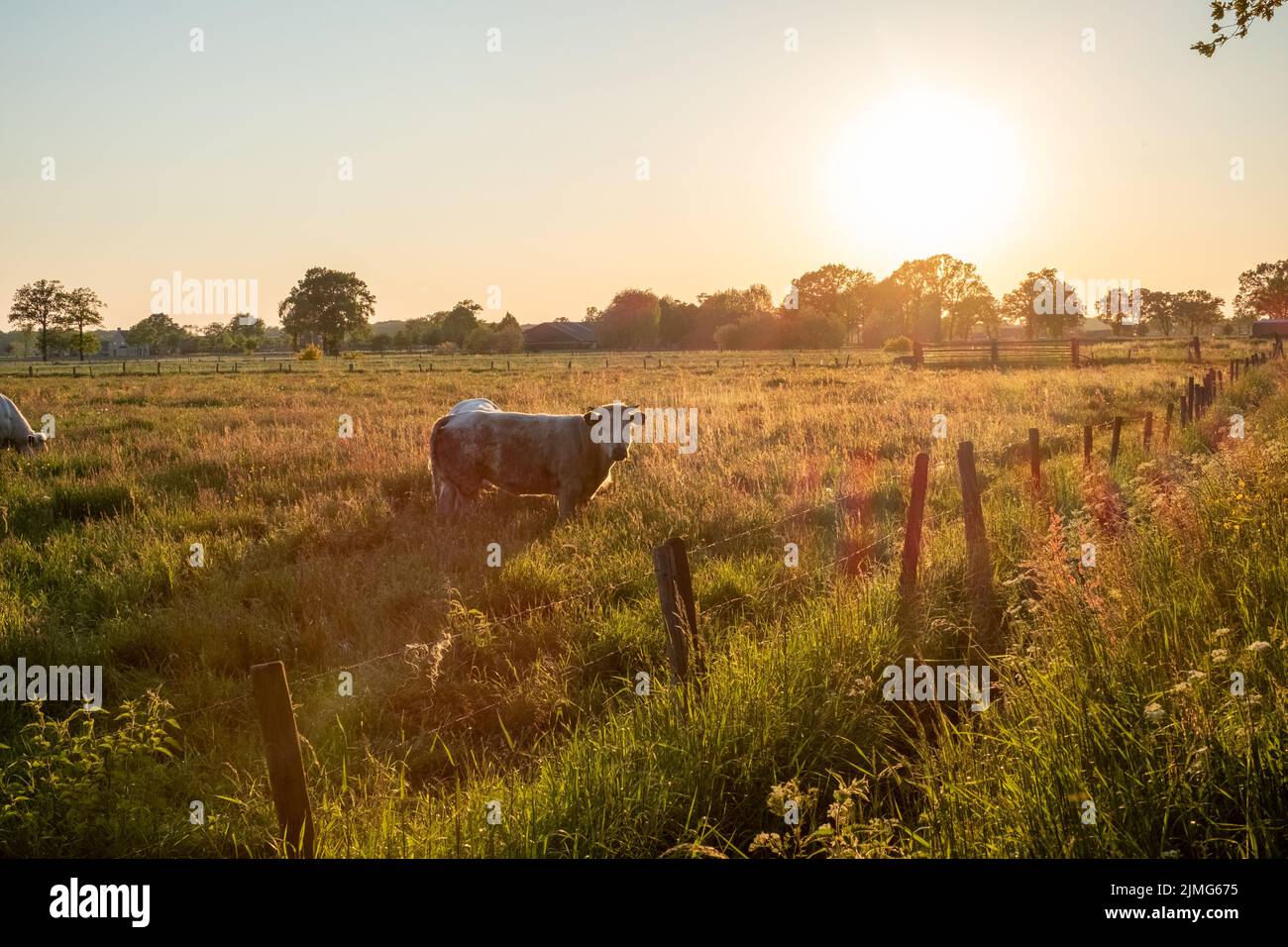 Kühe auf der Weide bei Sonnenaufgang im Herbstlicht Stockfoto